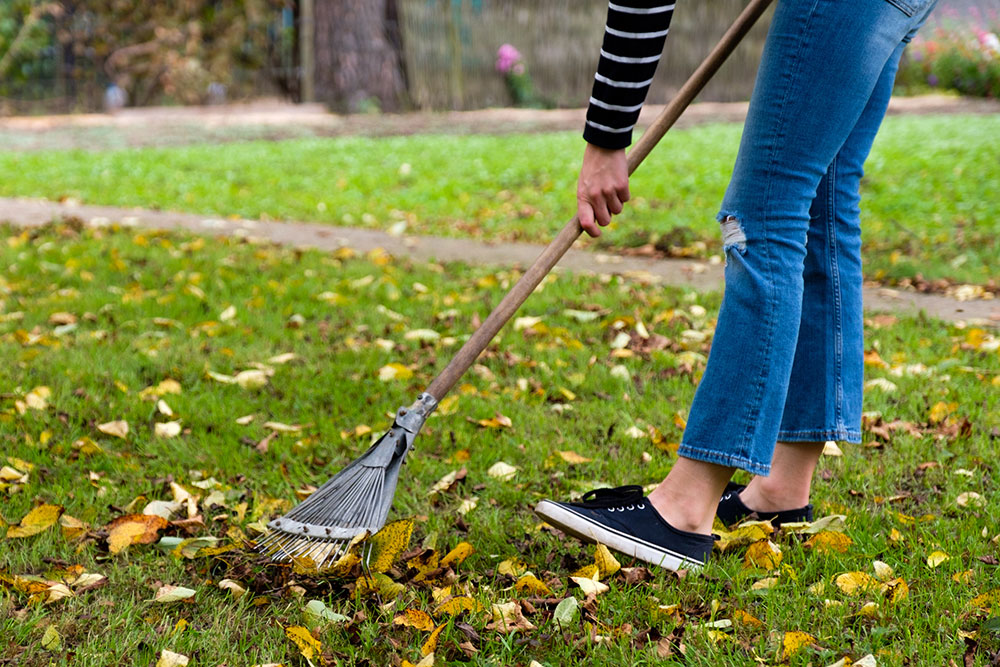 Raking leaves before applying corn gluten meal to lawn