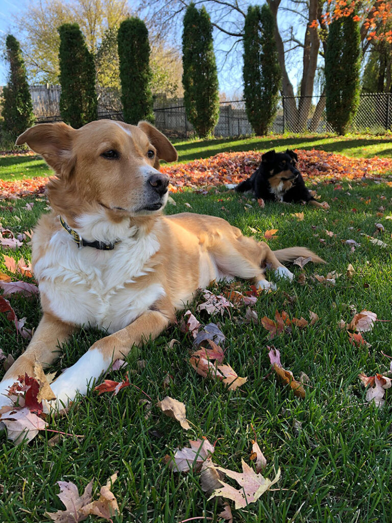Two dogs laying on a beautiful lawn.