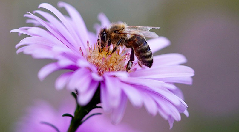 A honeybee pollenating a flower