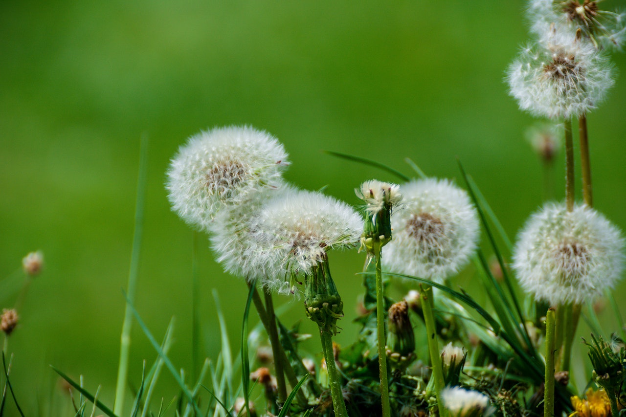 Dandelions spreading seeds