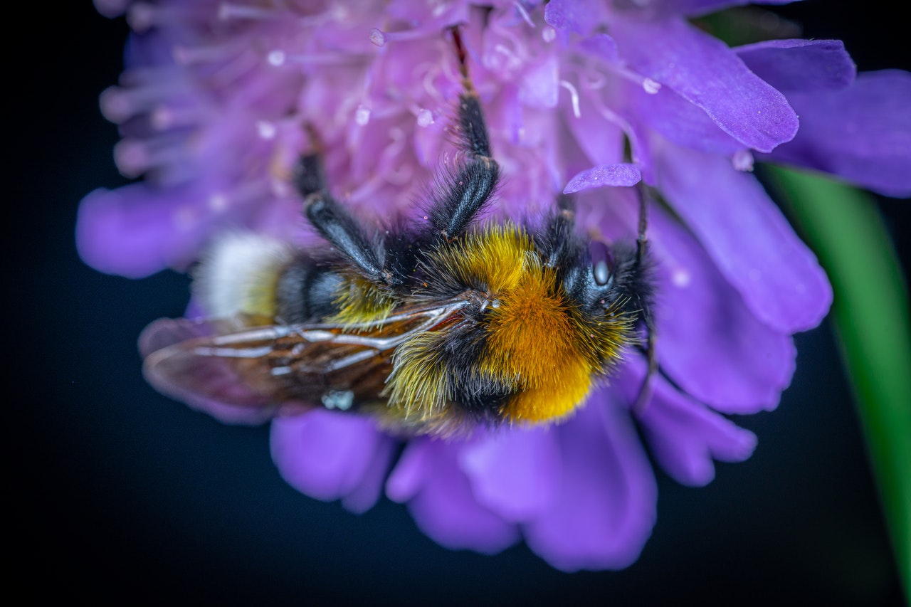 Bee pollinating on flower.