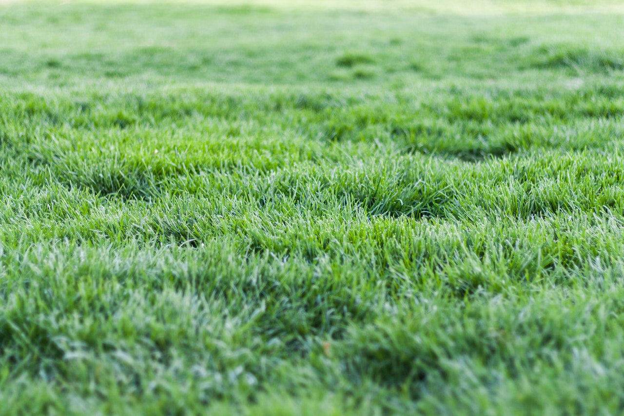 Green grass in yard; liming your lawn.