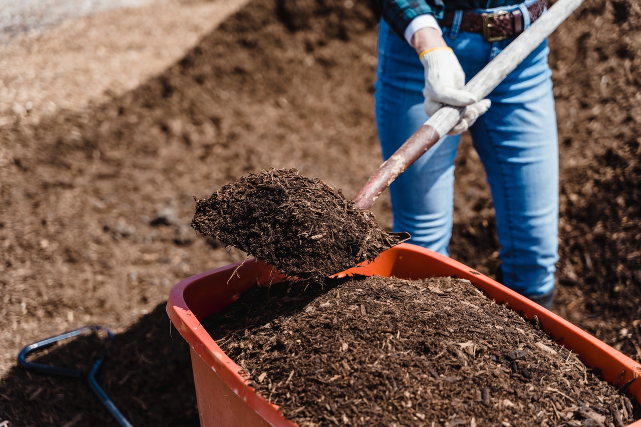 Woman holding a shovel containing compost materials in outdoor garden area.