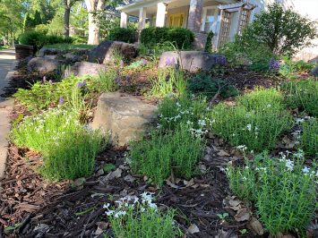 Lunseth_gallery_plant_4