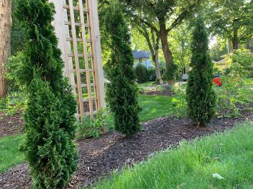 Lunseth_gallery_plant_7